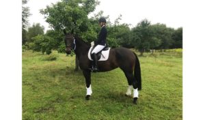 Reitsport SPC News