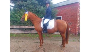 Reitsport SPC News